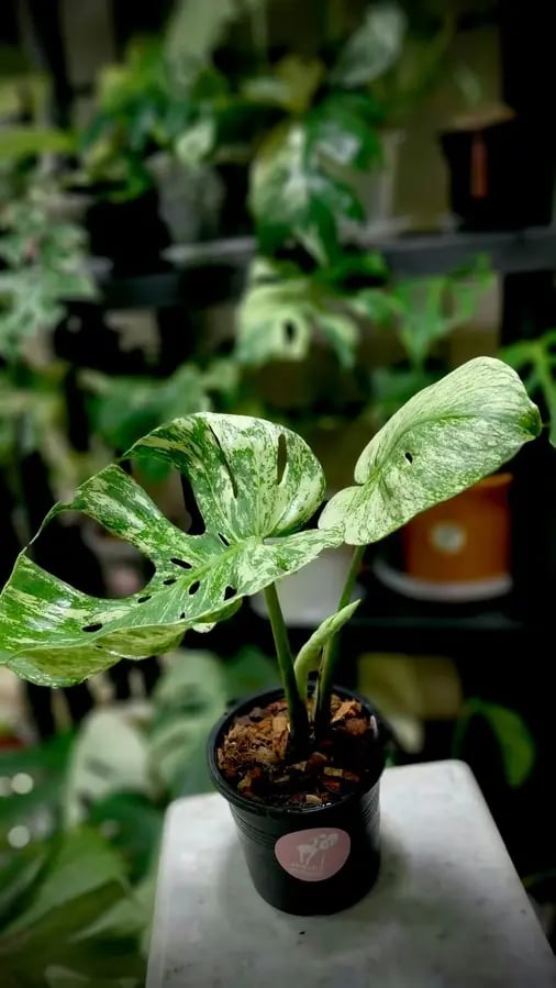 MONSTERA MINT SIAM