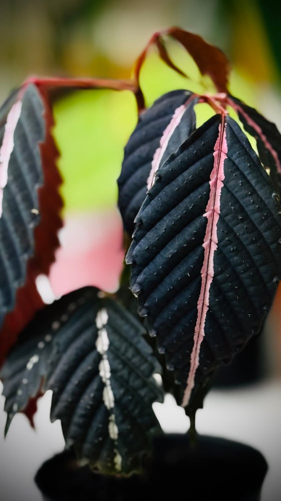 BEGONIA REX MIX VARIETY