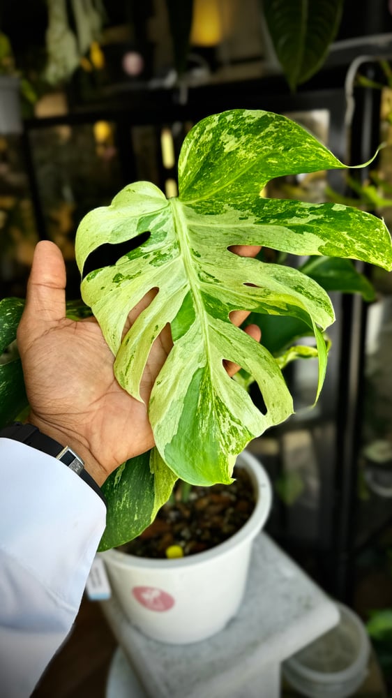 MONSTERA OCEAN MINT