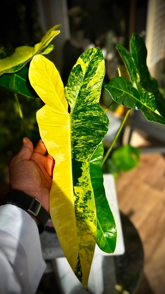PHILODENDRON FLORIDA X BILLIETIAE