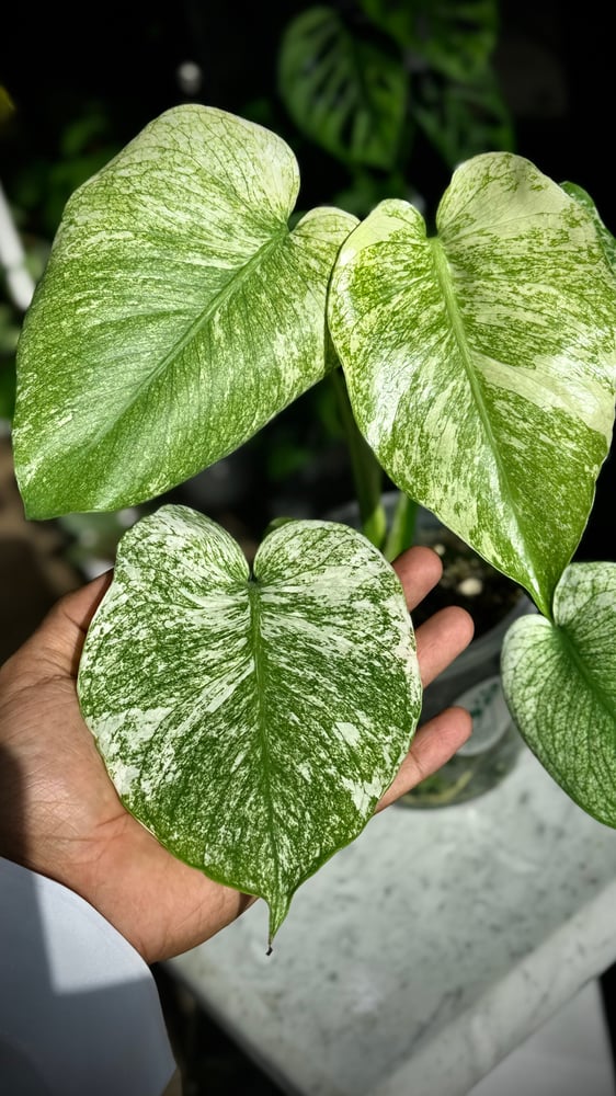 MONSTERA WHITE MONSTER