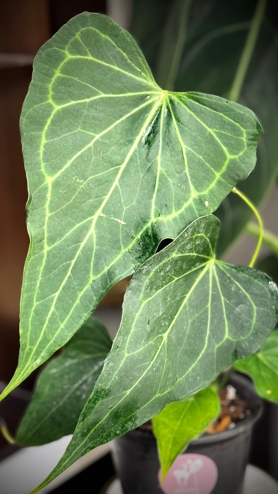 ANTHURIUM DELTA FORCE