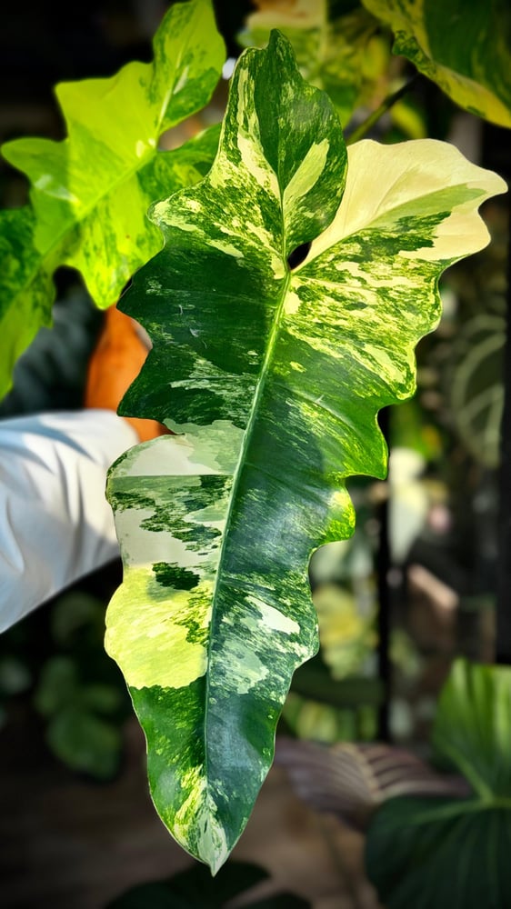 Philodendron  Fiora