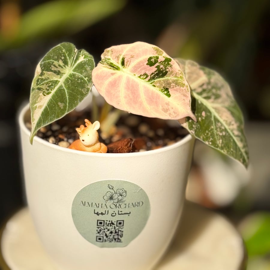 ALOCASIA BLACK VELVET F