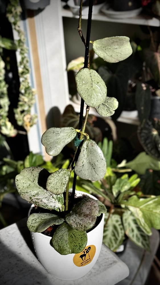 HOYA CHIANG DAO SILVER