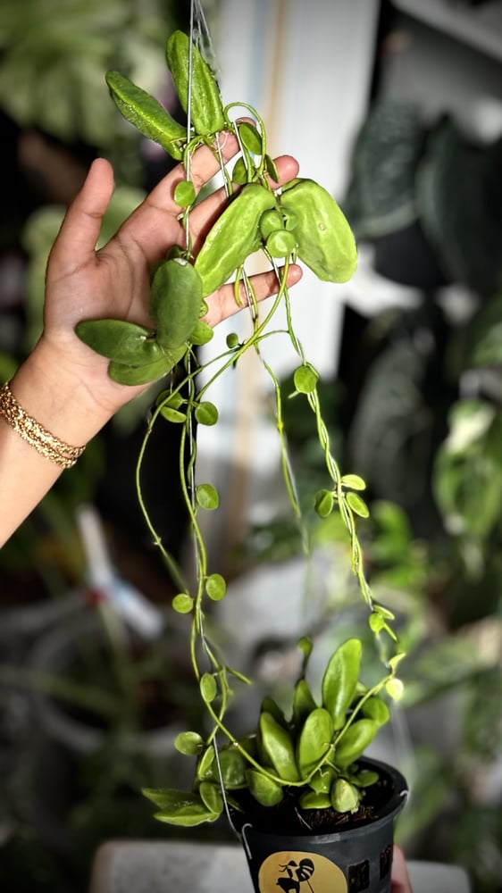 DISCHIDIA RAFFLESIANA