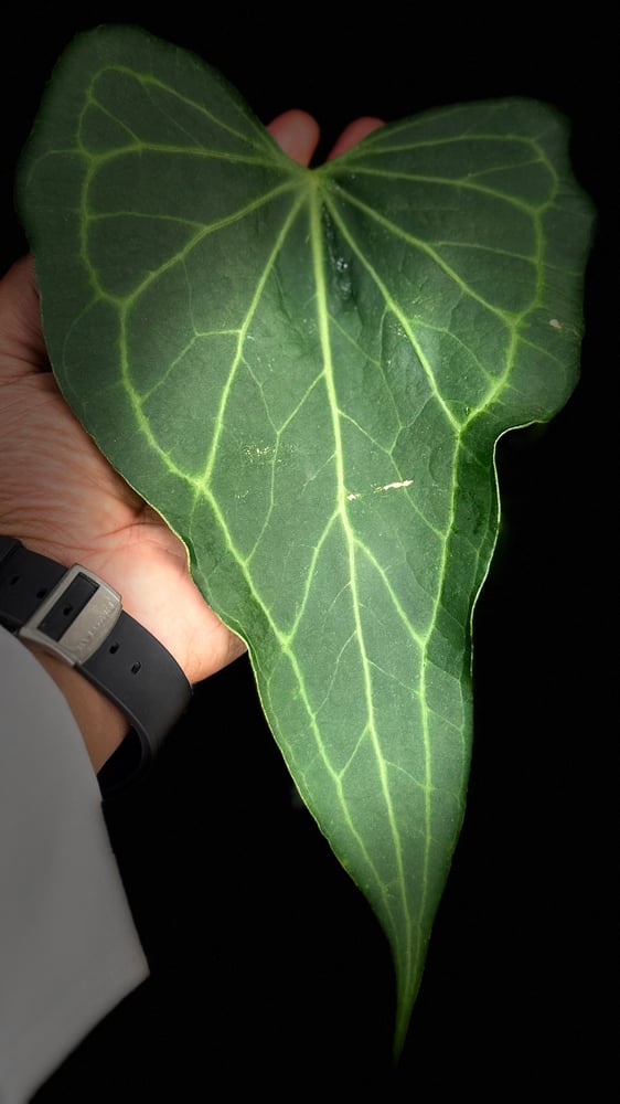 ANTHURIUM DELTA FORCE