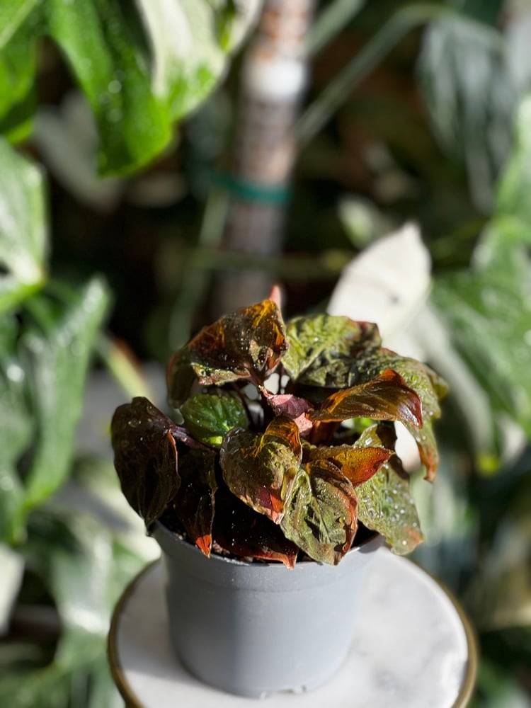 Homalomena Black Velvet