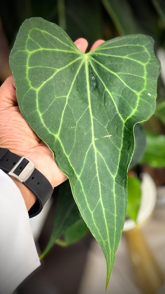 ANTHURIUM DELTA FORCE