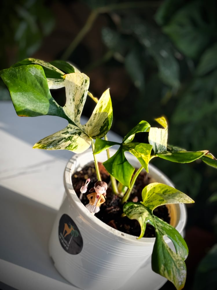 MONSTERA GINNY MIGMA