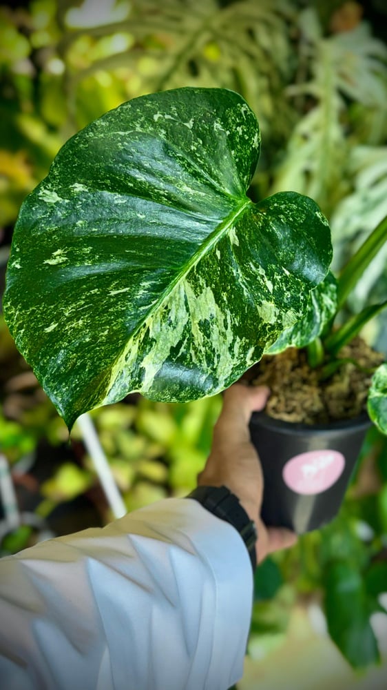 MONSTERA OCEAN ALBO