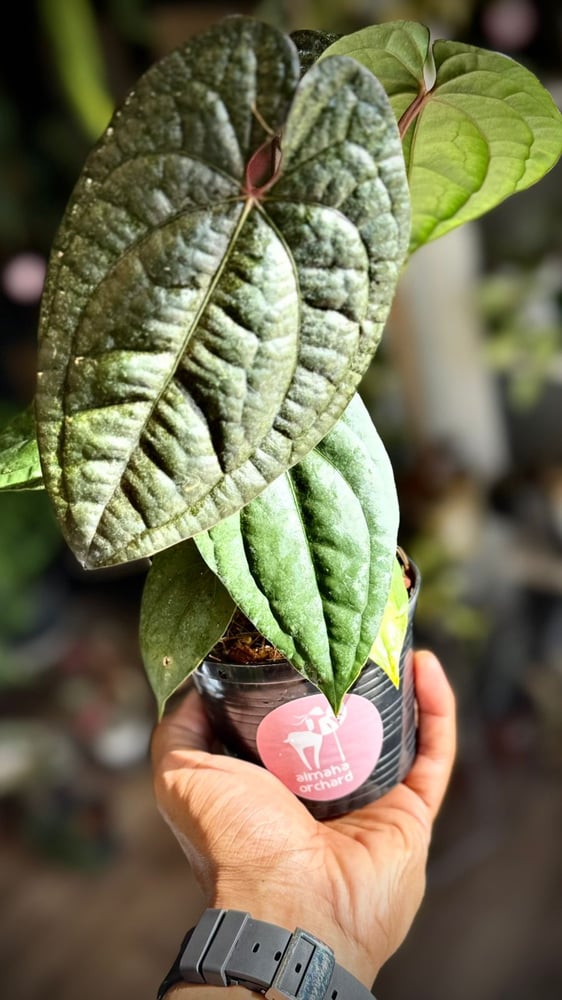ANTHURIUM HYBRID MIX