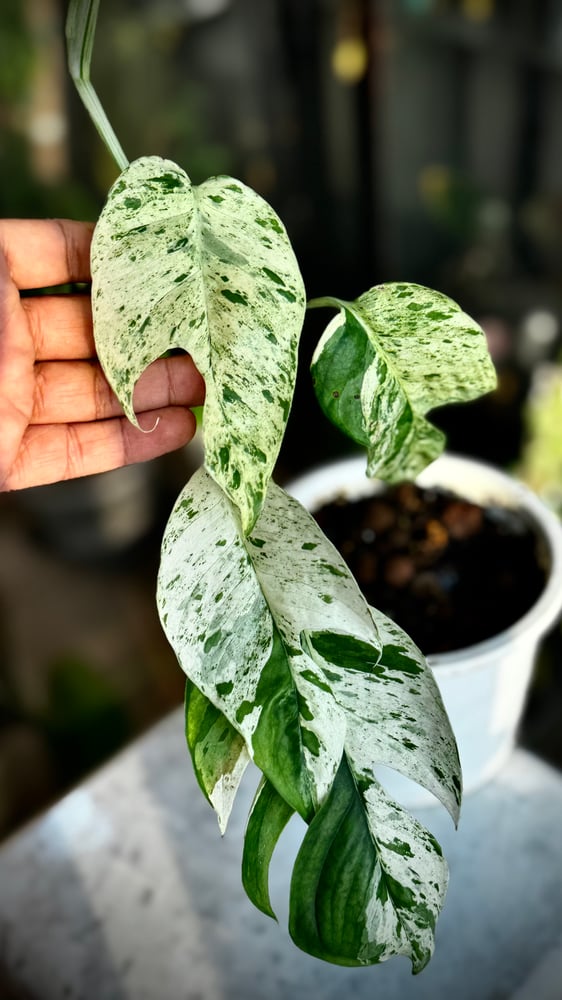 Epipremnum Pinnatum Marble Variegated