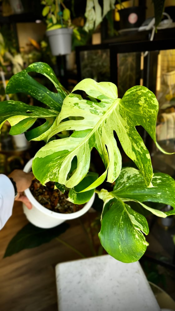 MONSTERA OCEAN MINT