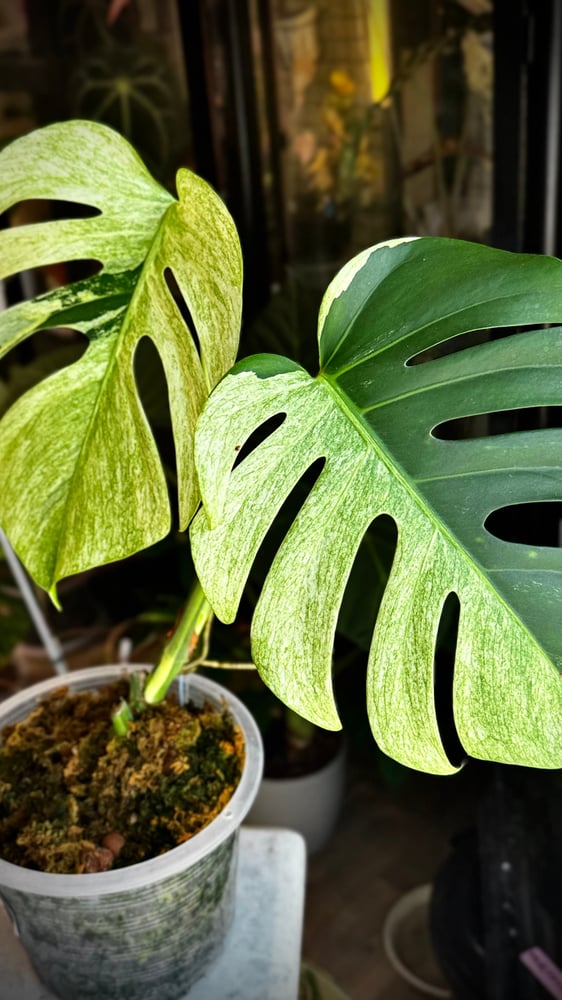 MONSTERA DELICIOSA MINT