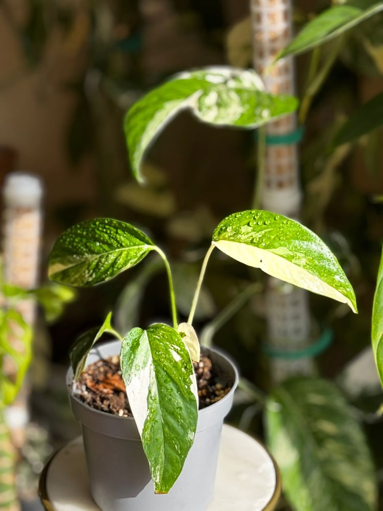 Epipremnum pinnatum albo variegata,