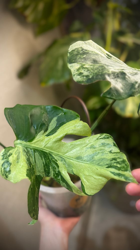 MONSTERA OCEAN MINT