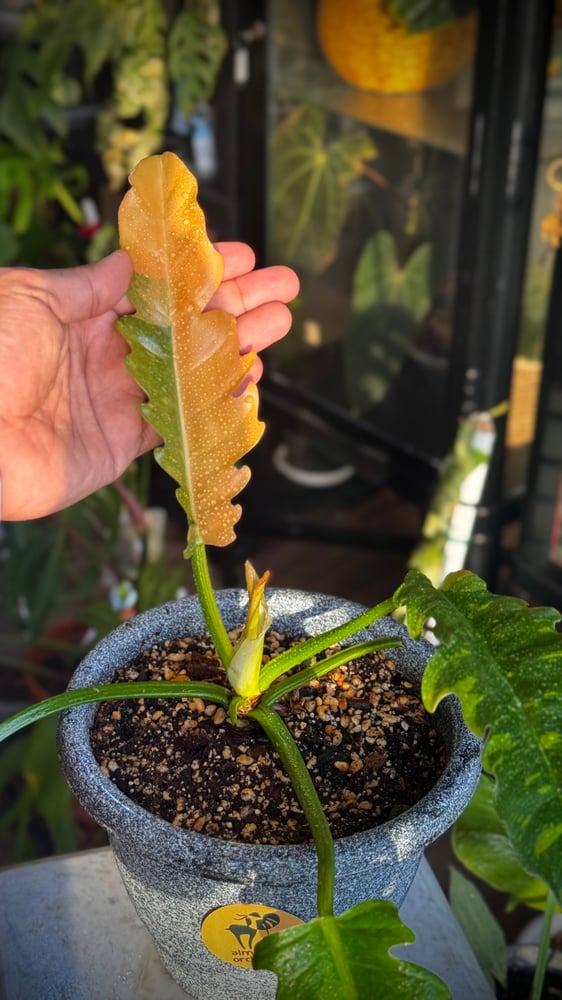 philodendron ring of fire