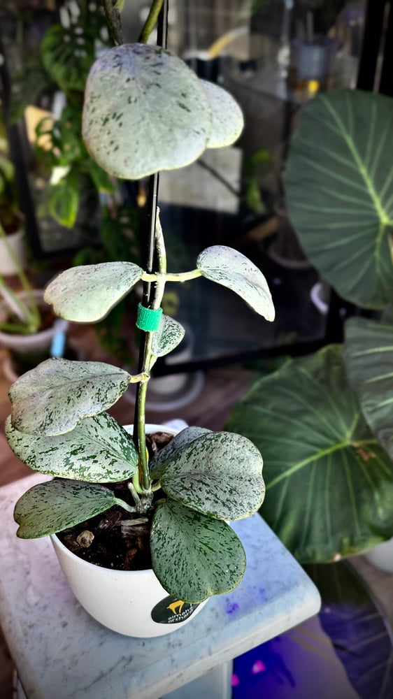 HOYA CHIANG DAO SILVER