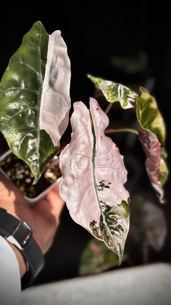 ALOCASIA CHANTRIERI