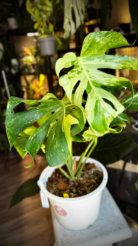 MONSTERA OCEAN MINT