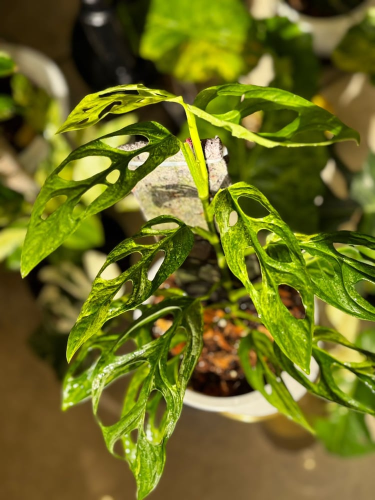 MONSTERA ADANSONII INIDONE