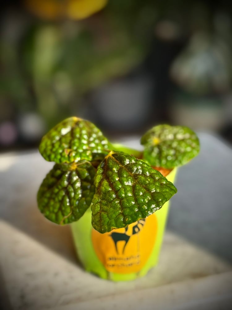 Begonia bullatifolia