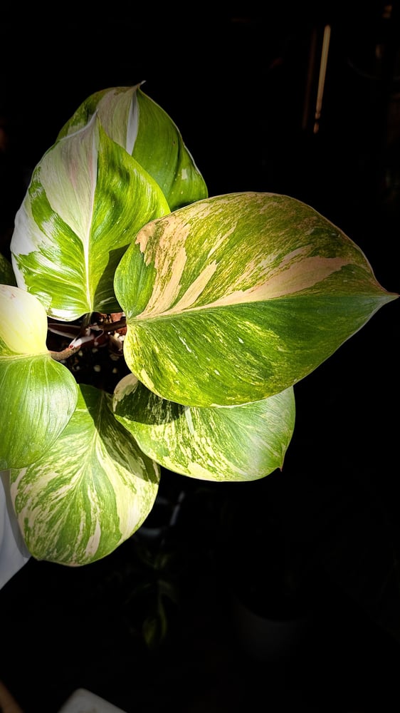 Philodendron White Wizard Tricolor