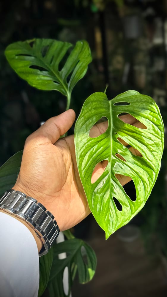 monstera lechleriana