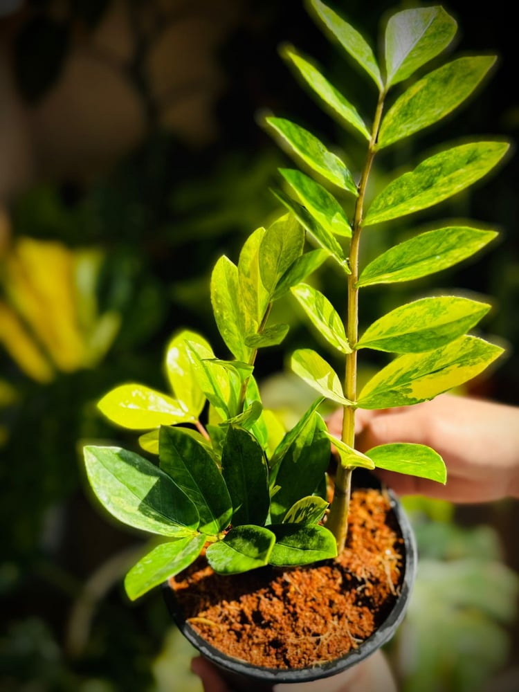 ZAMIOCULCAS ZAMIIFOLIA Variegated