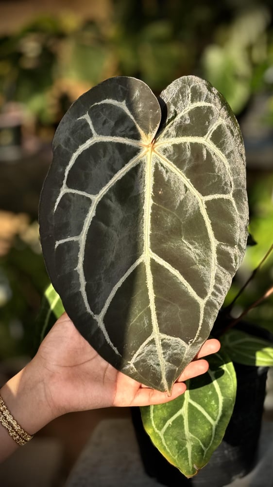 ANTHURIUM HYBRID MIX