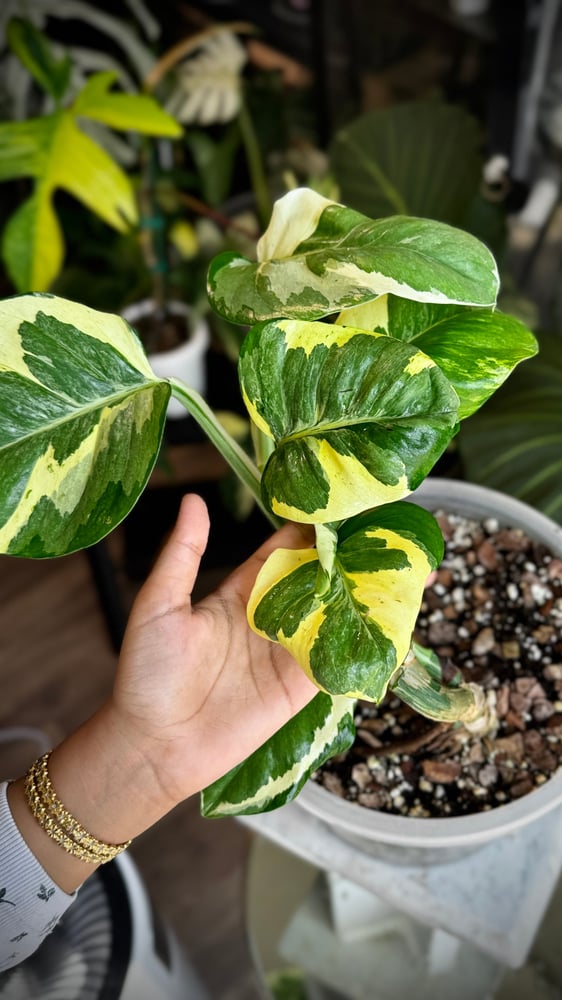 POTHOS MANJULA (GIANT) BIG