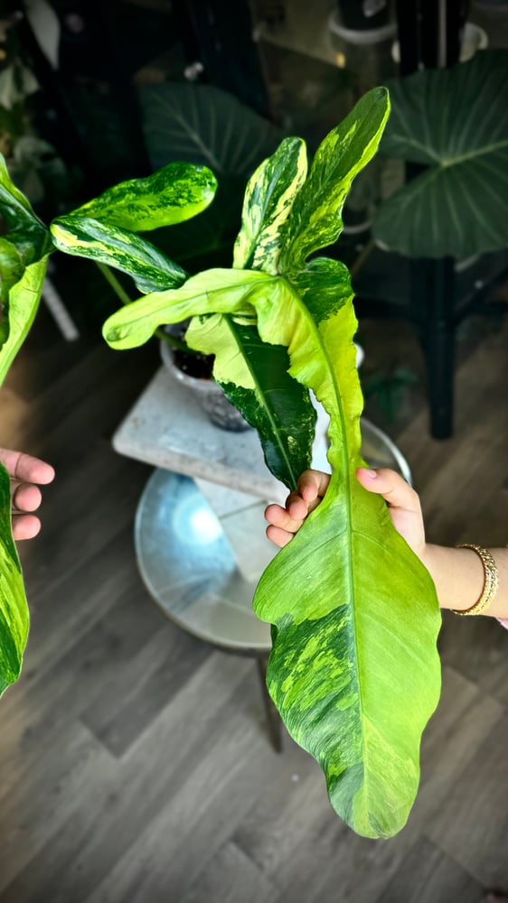 philodendron joepii variegated