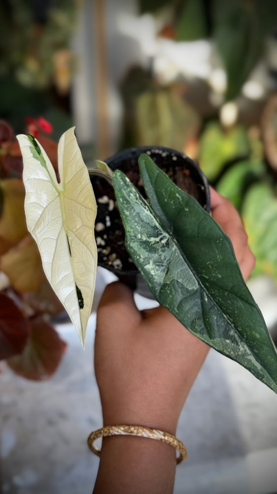 ALOCASIA SIMPO ALBO