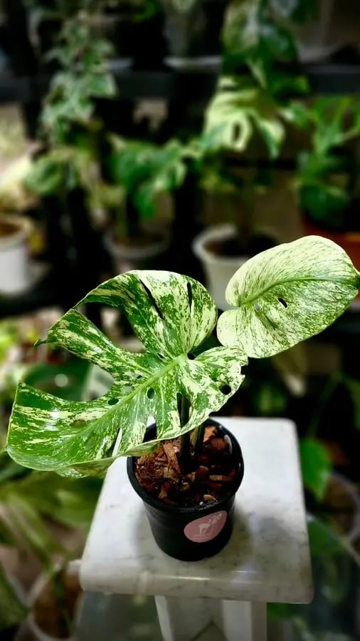 MONSTERA MINT SIAM