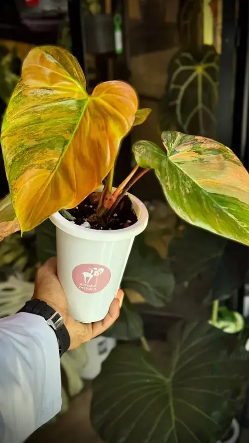 Philodendron Florida beauty x Nangaritense