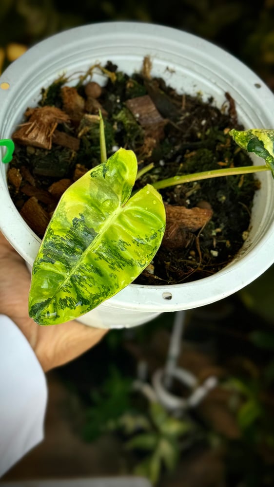 PHILODENDRON BILLIETIAE VARIEGATED