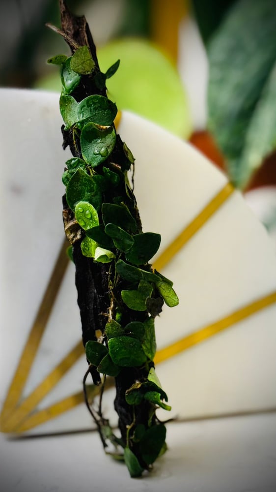 FICUS PUMILA  SP. + WOOD