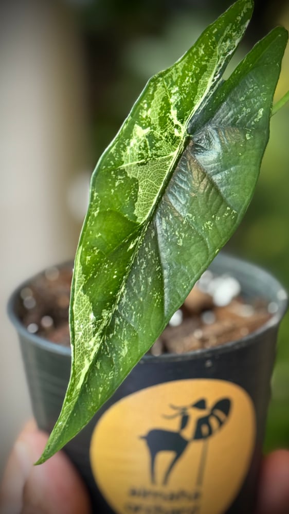 ALOCASIA SIMPO ALBO
