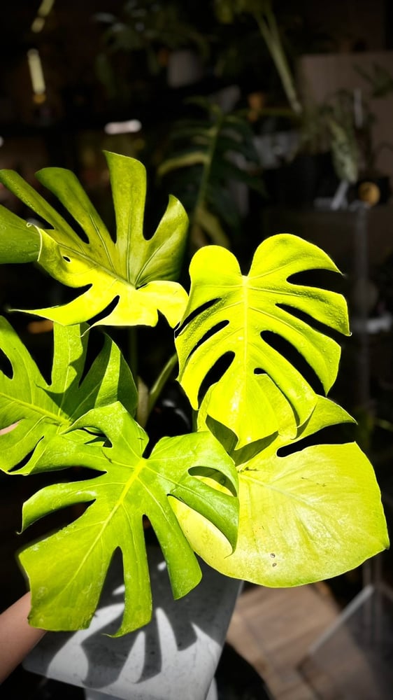 MONSTERA BANANA