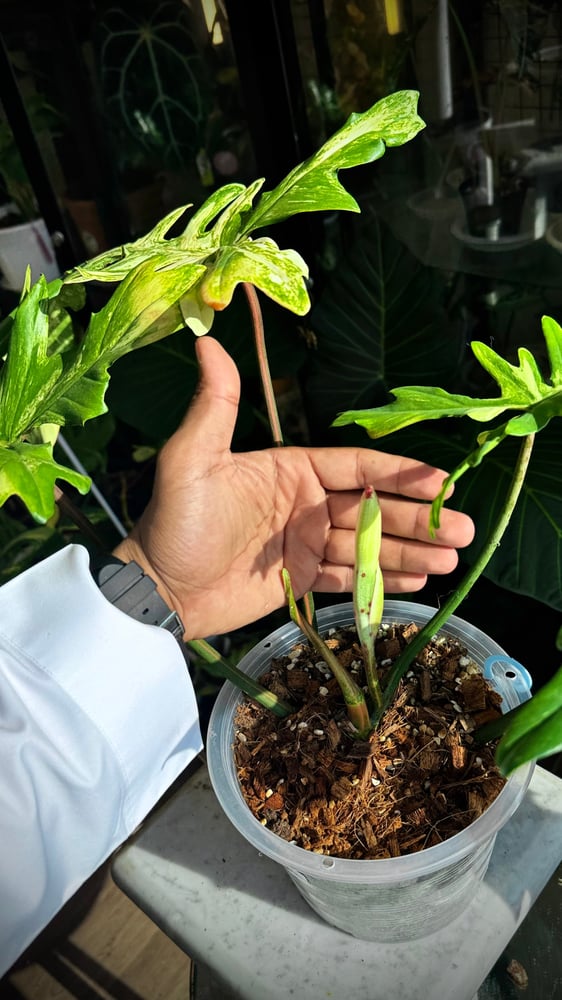 Philodendron Chaos (Florida x Mayoi)