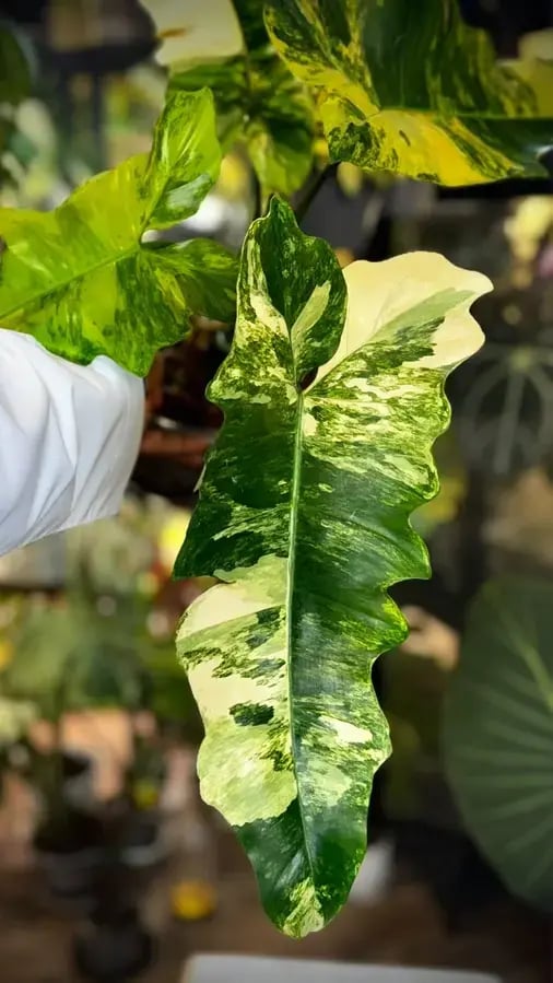 Philodendron  Fiora