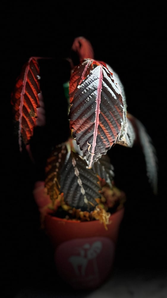 BEGONIA REX MIX VARIETY