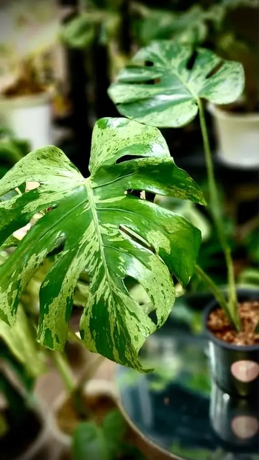 MONSTERA BULBASAUR