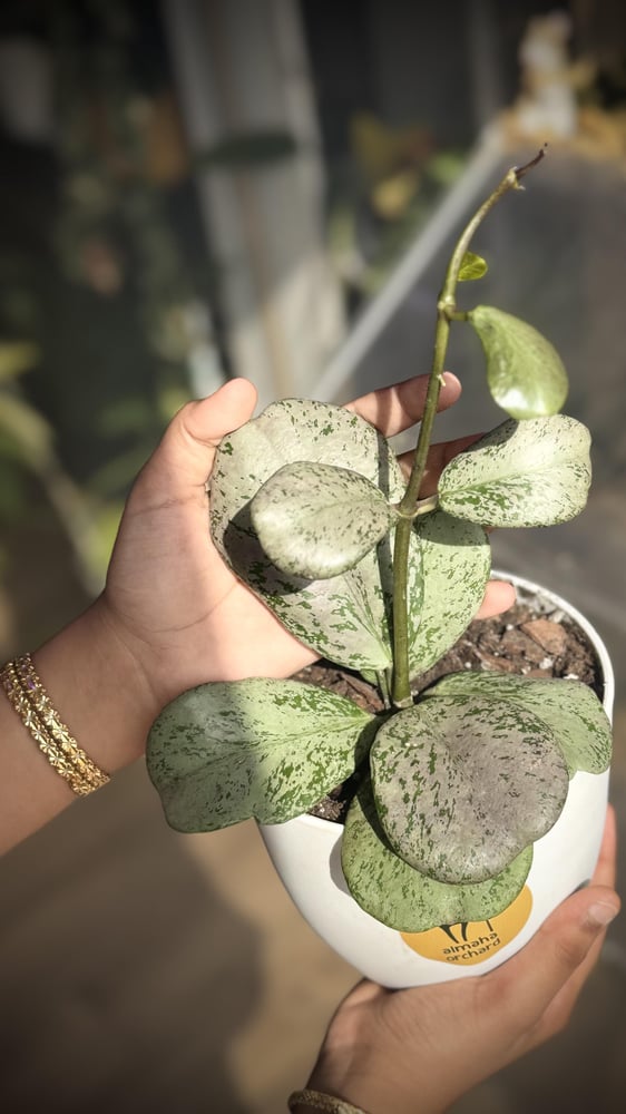 HOYA CHIANG DAO SILVER