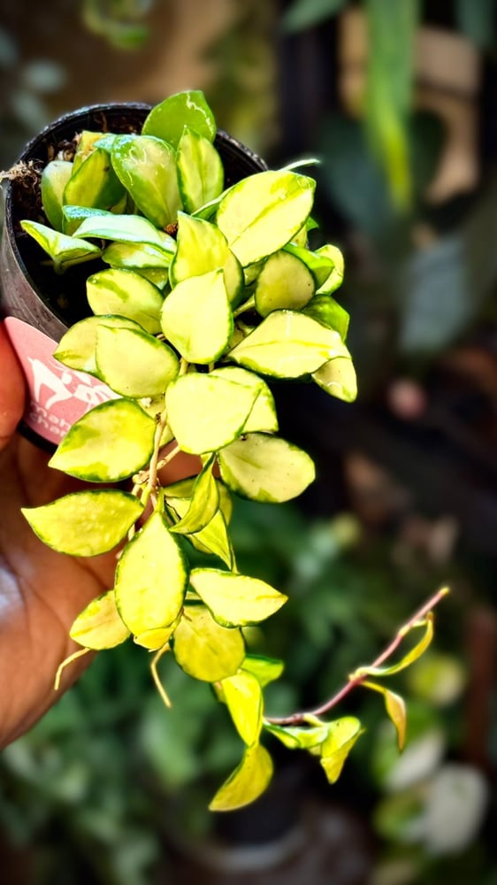 HOYA HEUSCHKELIANA Variegated