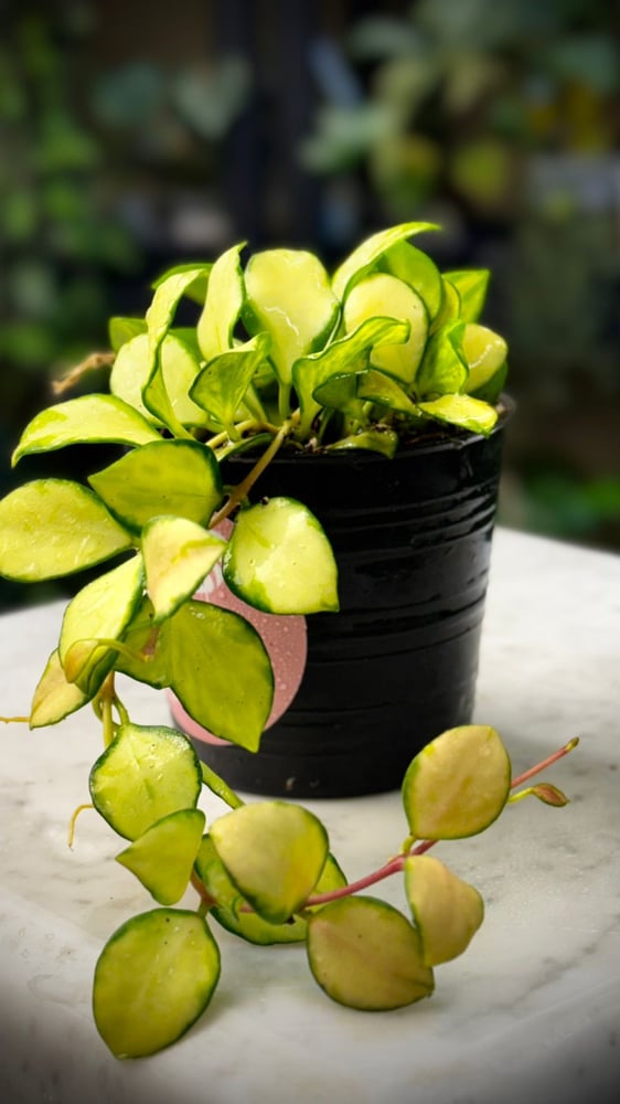 HOYA HEUSCHKELIANA Variegated