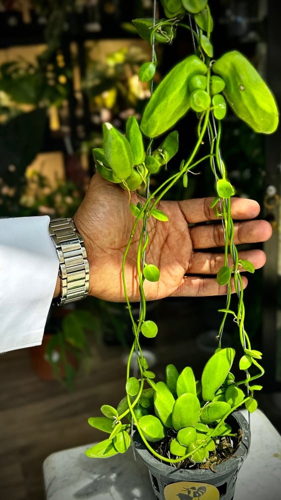 DISCHIDIA RAFFLESIANA