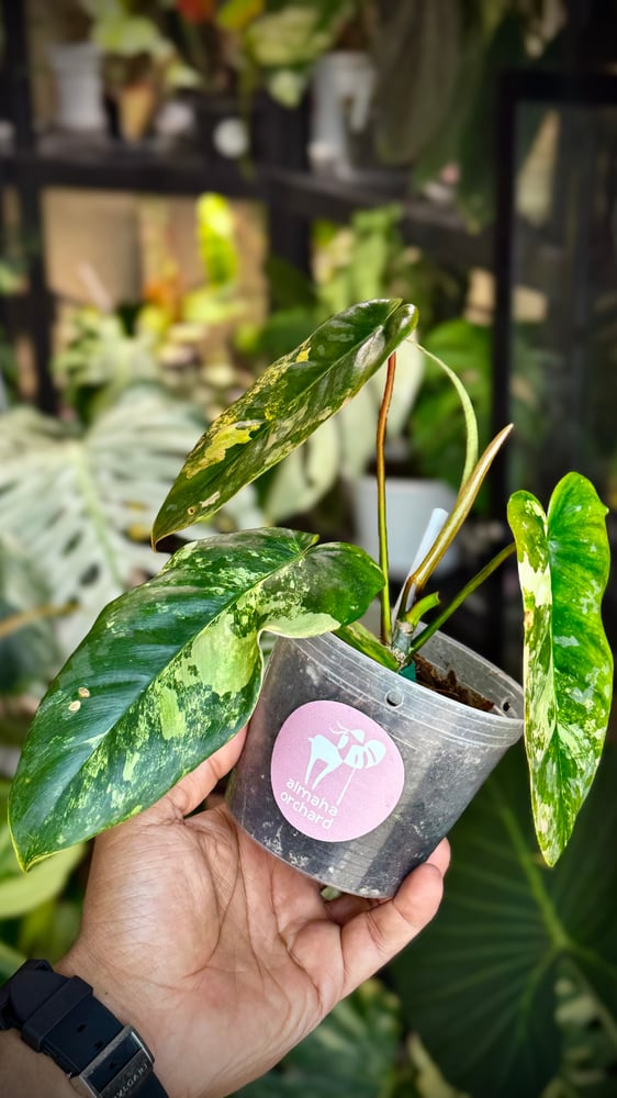 Philodendron Silver Moon (FMY x Brandtianum)