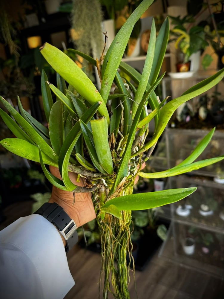 MAIKAI MAYUMI CATTLEYA